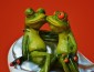 frogs-1250895_640